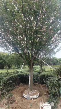 15公分樱花