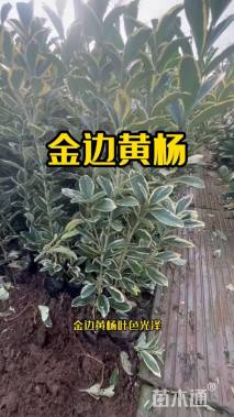 高度50厘米金边黄杨