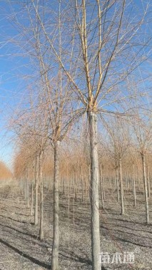 10公分金丝垂柳