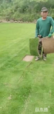草块状马尼拉草