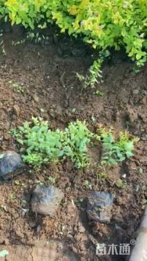 高度40厘米金焰绣线菊