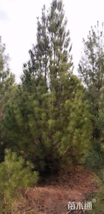 移栽苗白皮松