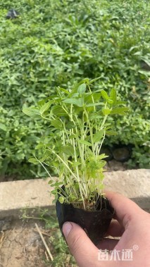 高度15厘米千屈菜