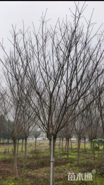 12公分日本晚樱