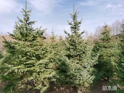 高度2500厘米青海云杉