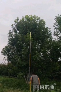 高度400厘米丛生白蜡