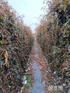 200厘米藤本月季