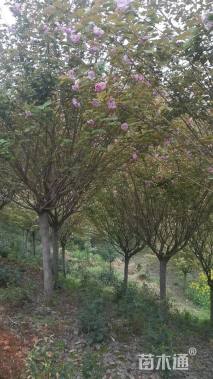 15公分日本晚樱