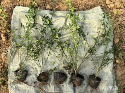 高度120厘米迎春花