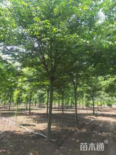 18公分榉树