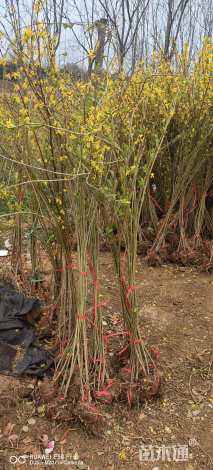 高度100厘米迎春花