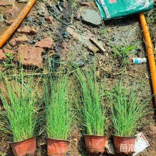 高度40厘米粉黛乱子草