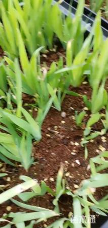 高度10厘米射干