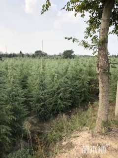 高度1100厘米雪松