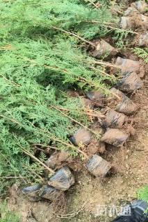 高度80厘米侧柏