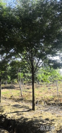 18公分榉树