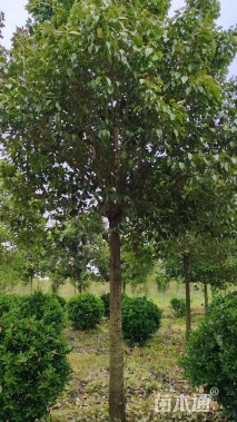 12公分大叶女贞