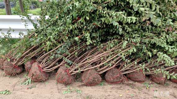 高度180厘米丛生紫薇