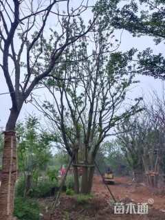 80公分(5杆)丛生乌桕