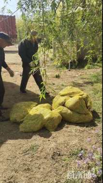 高度30厘米芦苇