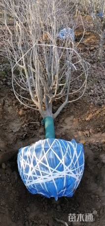 15公分西府海棠