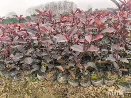高度30厘米红叶石楠小苗