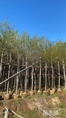 12公分柳树
