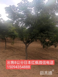 10公分日本红枫