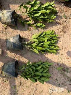 高度40厘米非洲茉莉