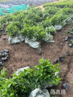 高度35厘米红王子锦带