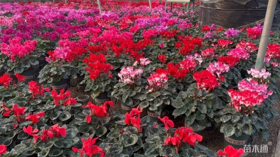 高度35厘米仙客来