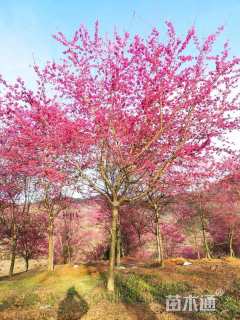 21公分福建山樱花