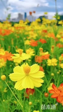 高度25厘米硫华菊