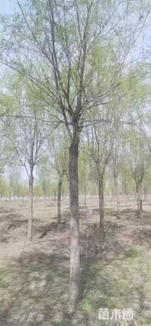 15公分垂柳