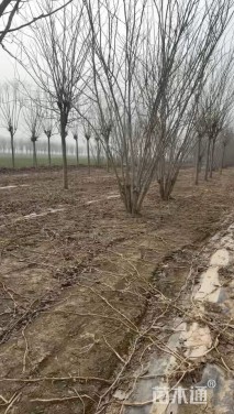 高度600厘米丛生紫荆