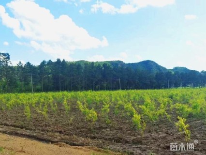 3公分樱桃