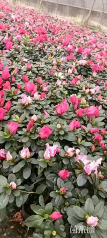 高度20厘米夏鹃