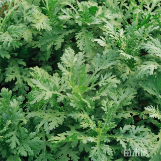 高度10厘米荠菜