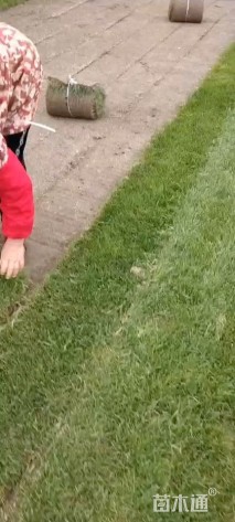 草卷状百慕大草