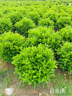 高度100厘米非洲茉莉