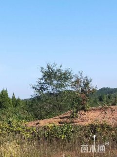 15公分朴树