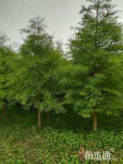 4公分池杉