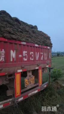 草卷状百慕大草