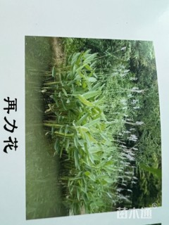 高度25厘米再力花