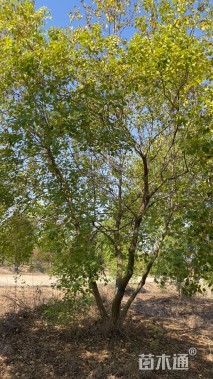 50公分(4杆)丛生乌桕