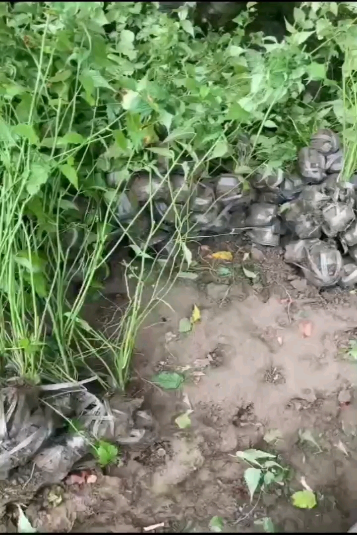 高度120厘米棣棠