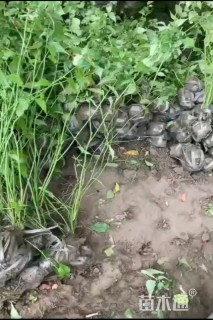 高度120厘米棣棠