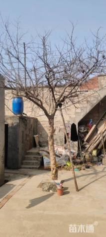 高度600厘米石榴