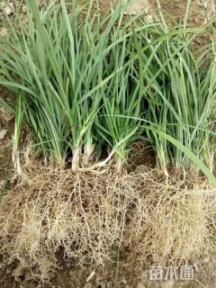 高度15厘米细叶麦冬草