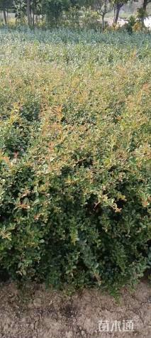 高度55厘米火棘